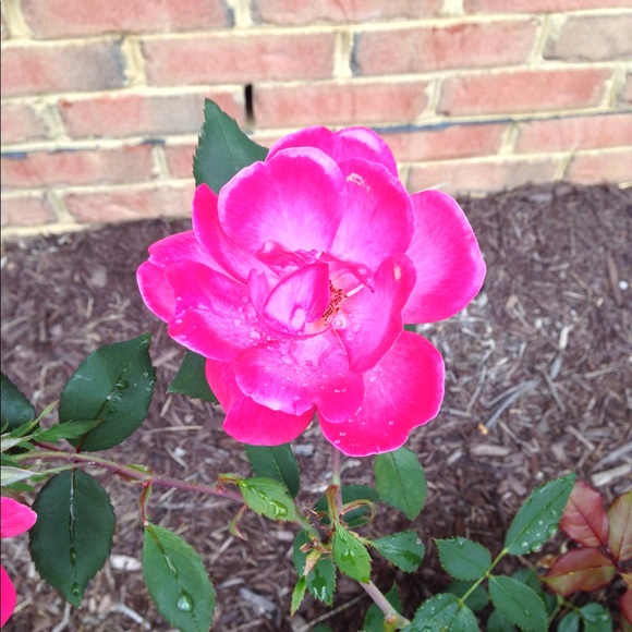 Meet your Posher, D - Picture 1 of 1